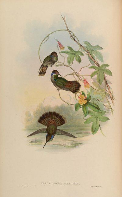 Petasophora delphinae = Colibri delphinae da John Gould
